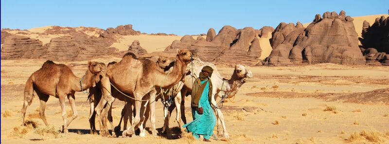 Jeden Tag muss man Die Kamele sammeln