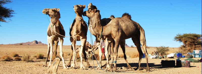 Die Kamele warten auf satteln